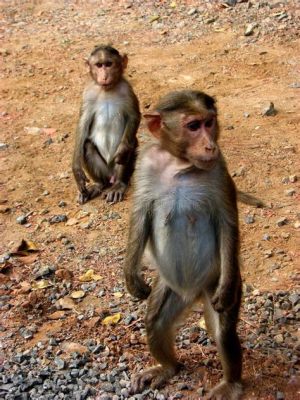  La Montagna dello Scimmia Gioiosa: Una Scalata Eccitante Tra Storia e Natura!