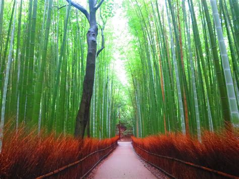 Il Bosco di Bambù: Un'Immersione Incantata nella Natura e una Meta Fotografica Imperdibile!